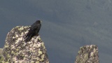 Video of Yellow-billed Chough - Yellow-billed Chough fly in the sky in Bulgarian mountains